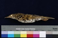 藏品(虎鶇)的圖片